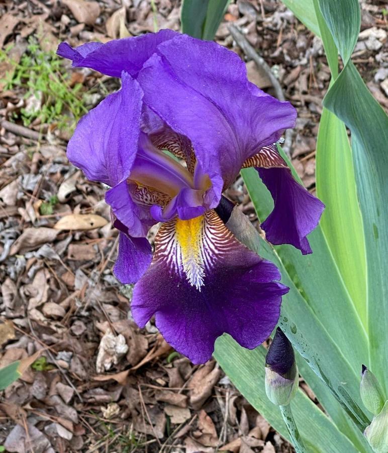 Mineola Dogwood Springs Lodgings מראה חיצוני תמונה