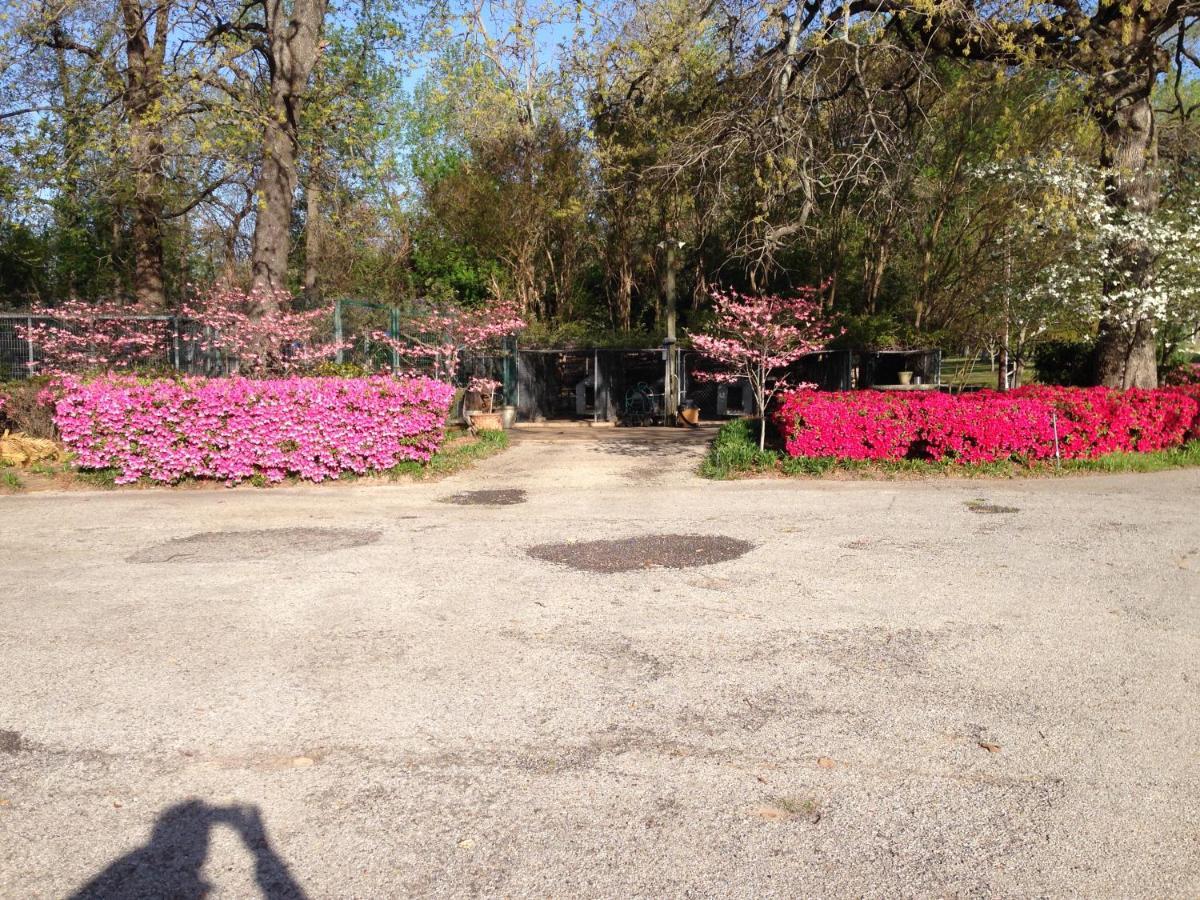 Mineola Dogwood Springs Lodgings מראה חיצוני תמונה