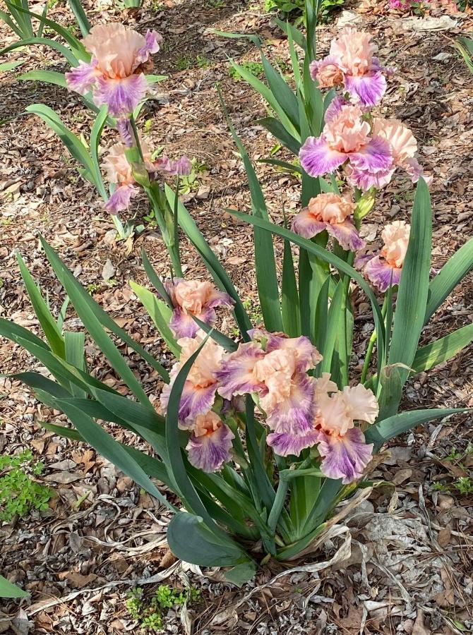 Mineola Dogwood Springs Lodgings מראה חיצוני תמונה