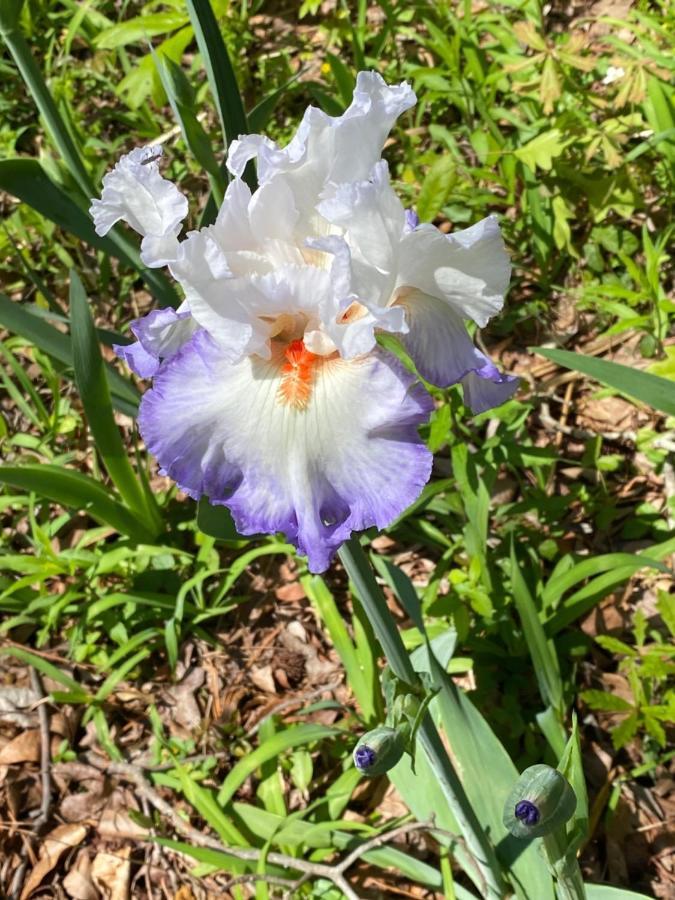 Mineola Dogwood Springs Lodgings מראה חיצוני תמונה