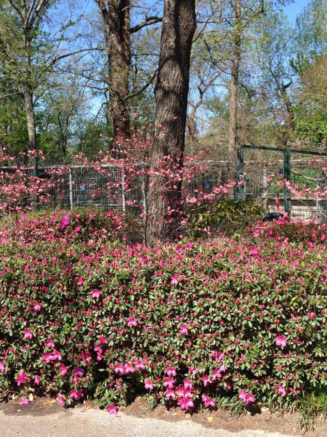 Mineola Dogwood Springs Lodgings מראה חיצוני תמונה