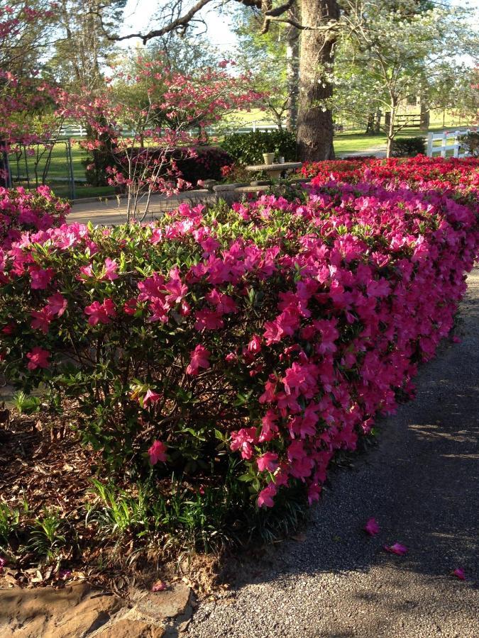 Mineola Dogwood Springs Lodgings מראה חיצוני תמונה
